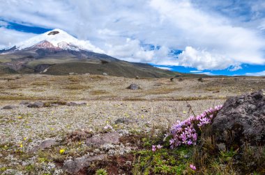 Cotopaxi volkan Yaylası, çiçekli çiğdemler ile kaplı üzerinde