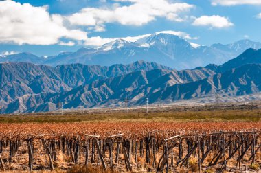 Volcano Aconcagua and Vineyard. Argentine province of Mendoza clipart