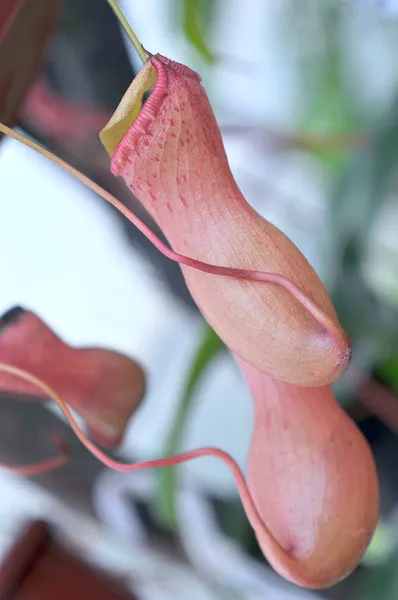 Heliamphora, Predatory carnivorous orchid from the Ecuador — Stock Photo, Image