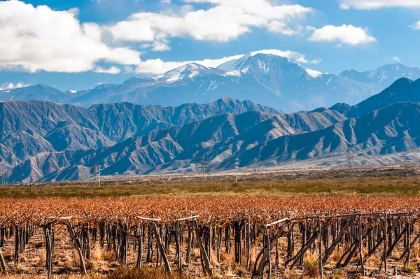 Вулкан Аконкагуа і виноградник. аргентинській провінції Мендоса — стокове фото