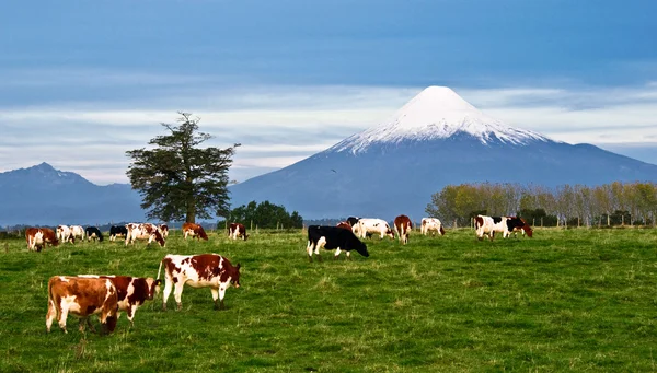 Idylliskt landskap av osorno vulkanen, sjöområdet, chile — Stockfoto