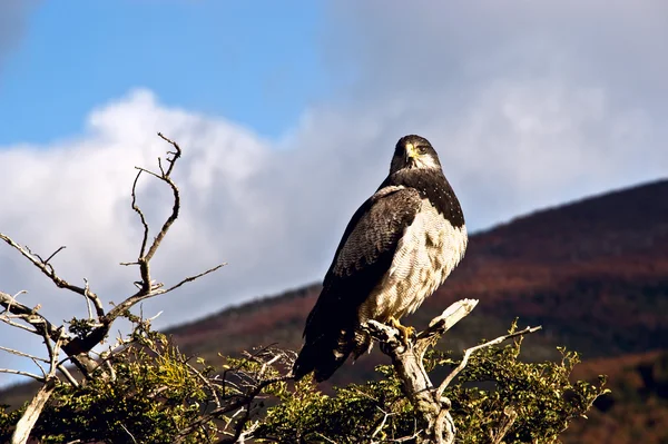 Classico della Patagonia: uccello, albero, collina. Torres del Paine. Cile — Foto Stock