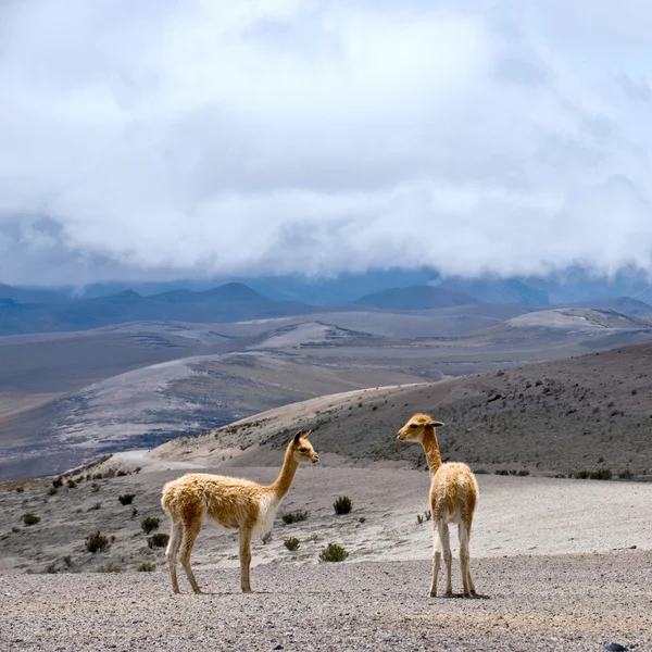 vahşi Güney Amerika deve, andes Merkez Ekvador