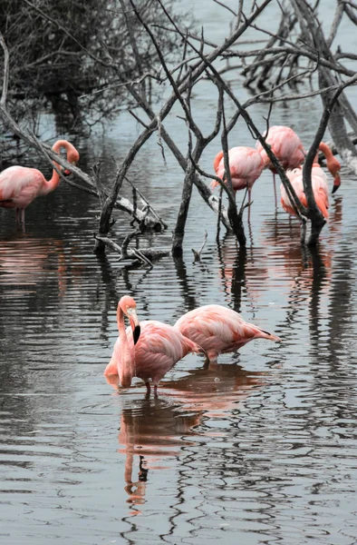 Flamingos har ankommet øya Isabella, Galapagos Arch – stockfoto