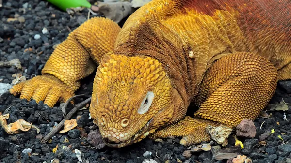 Red Dragon. Land iguana. Galapagos islands, Ecuador — Stock Photo, Image