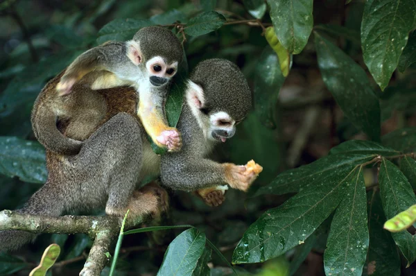 Squirrel Monkey in amazon rainforest — Stock Photo, Image