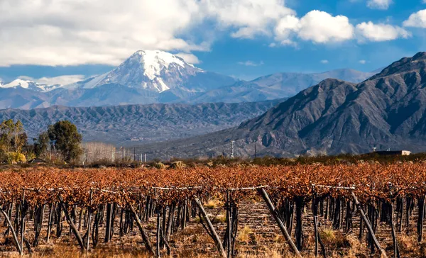 Vulcão Aconcagua e Vineyard. Argentina — Fotografia de Stock