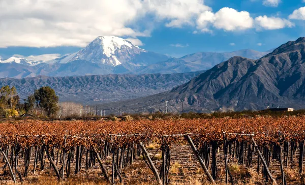Vulkán aconcagua és a szőlő. Argentína Stock Kép