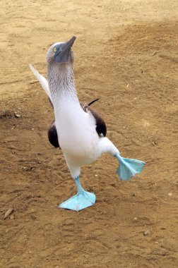 Mavi ayaklı boobie neşeli çiftleşme dansı. Galapagos, ecuador