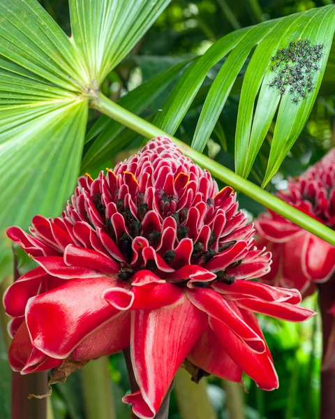 Closeup of Plant from jungle Torch Ginger, Phaeomeria Magnifica. — Stock Photo, Image