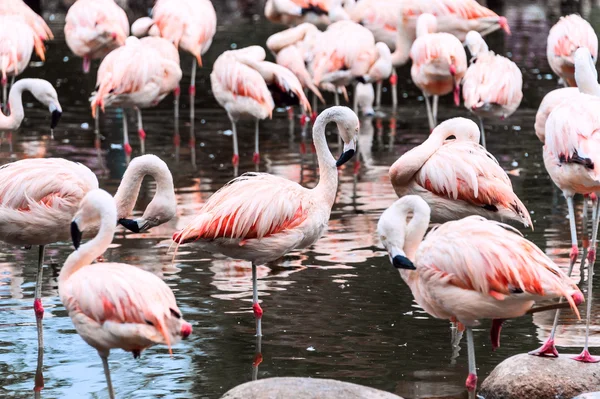 Flamingos har ankommet San Climente, Argentina. – stockfoto