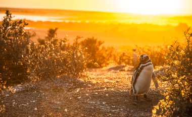 Macellan penguenleri, erken sabah punto tombo, Arjantin