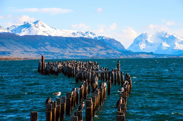 Král kolonií kormorána, staré přístaviště, puerto natales, chile — Stock fotografie