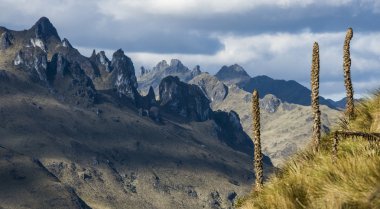 Andes. cajas Milli Parkı, and highlands, ecuador