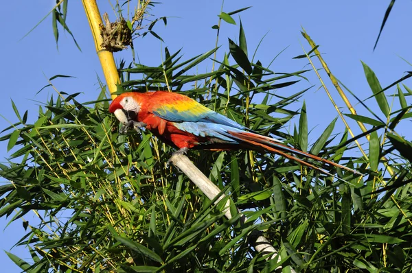 Amazonian Macaw - Ara ararauna in front of a blue sky — Stock Photo, Image