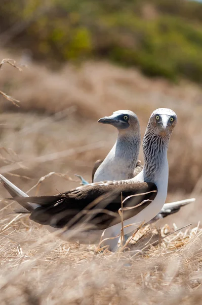 Modrá nohy kozy, pobřeží Ekvádoru, isla de la plata — Stock fotografie