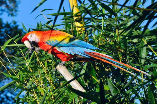 Amazonian Macaw - Ara ararauna in front of a blue sky — Stock Photo, Image