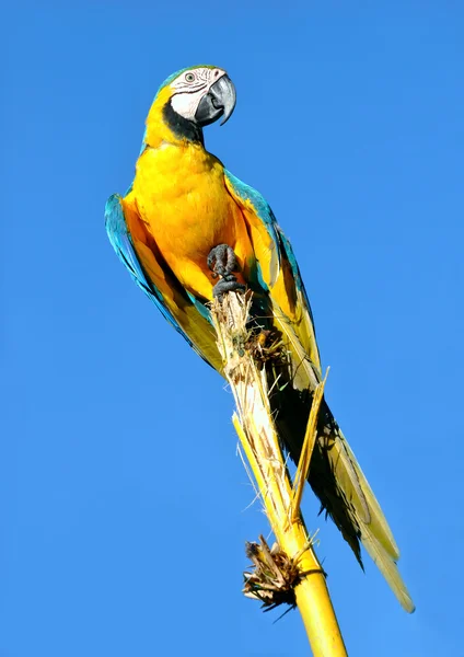 Amazonian Blue-and-yellow Macaw - Ara ararauna in front of a blu — Stock Photo, Image