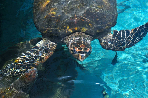 Sea Turtle surfaced water in the Caribbean Sea near Cartagena, C — Stock Photo, Image