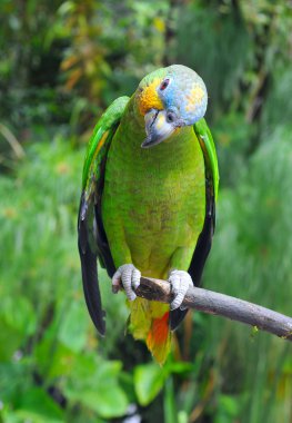 Parrot in the rainforest perching on a branch
