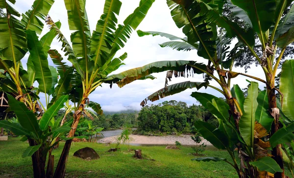 Ecuador als het is: de amazonia, de hemel en bananen — Stockfoto