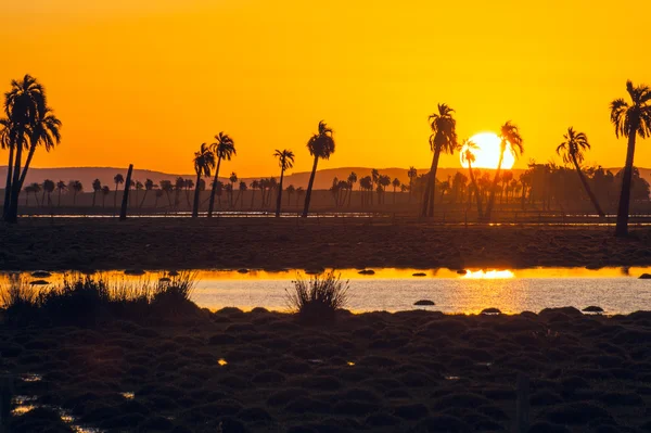 Butia rocha palmiye ağaçlarında, popüler turistik yer uruguay — Stok fotoğraf