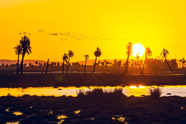 Palmbomen in rocha, populaire toeristische plaats in uruguay — Stockfoto