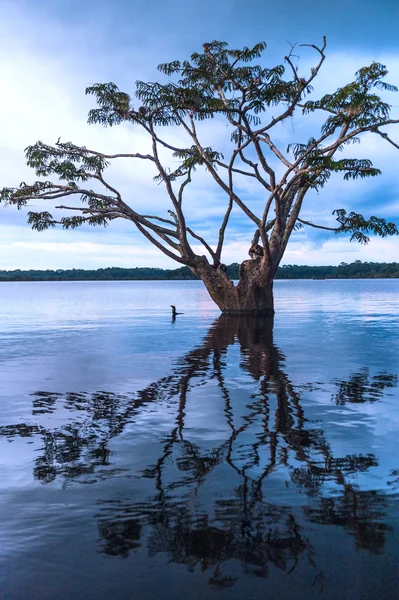 Amazonas-Regenwald in Cuyabeno, Ecuador — Stockfoto