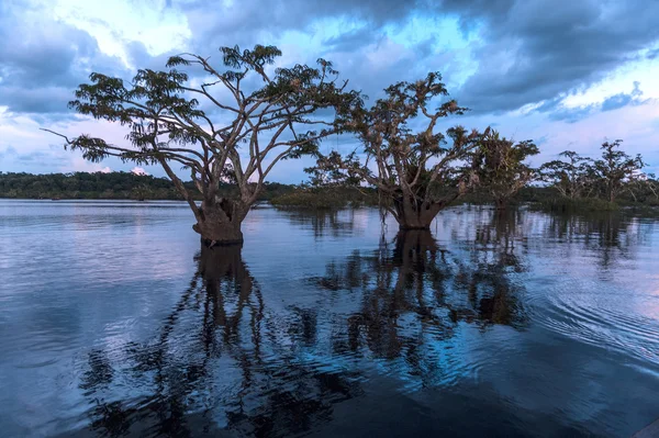 Amazonian rainforest. Cuyabeno. Ecuador — Stock Photo, Image