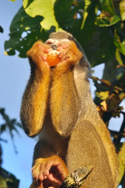 Squirrel Monkey in amazon rainforest — Stock Photo, Image