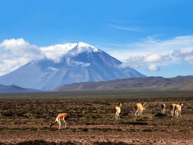 vicugna olan bir vahşi Güney Amerika Devegiller, arequipa, peru