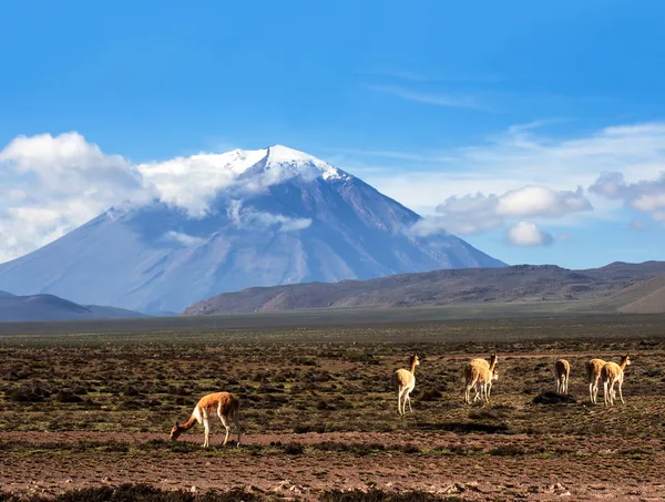 Vicugna egy vadon élő Dél-amerikai tevefélék, arequipa, peru — Stock Fotó