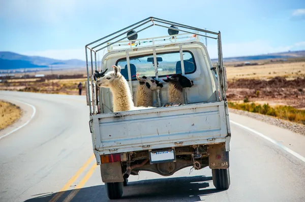 Three lamas with traditional ear tags ride in a truck. Bolivia — Stock Photo, Image