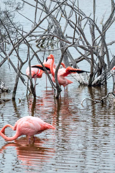 Flamingos have arrived to the island of Isabella, Galapagos — Stock Photo, Image