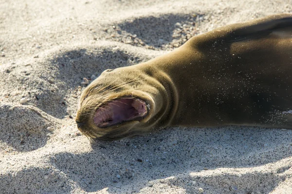 Pihen a nap alatt, galapagos oroszlánfóka — Stock Fotó