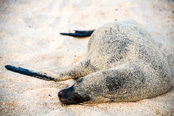 Zee leeuw rust onder de zon, galapagos — Stockfoto