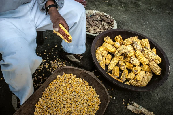 Kukorica aratás az Andokban — Stock Fotó