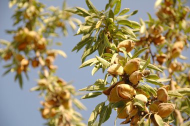 badem ağacı, hasat zamanı. Kaliforniya, ABD