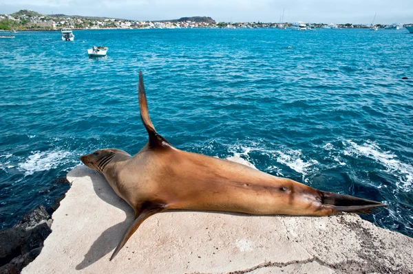Deniz aslanı, puerto baquerizo moreno, galapagos — Stok fotoğraf