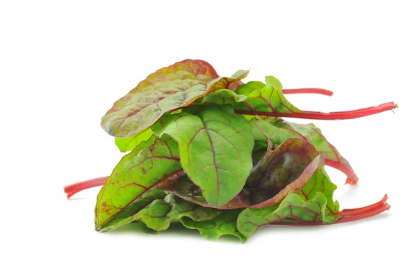 Ensalada de acelga roja — Foto de Stock