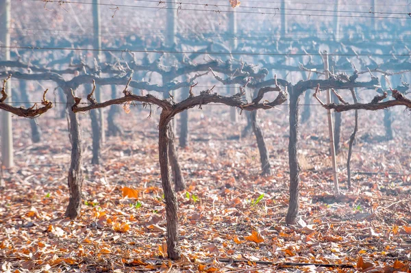 Malbec druiven die zijn geoogst in de late herfst, mendoza, Argentinië — Stockfoto