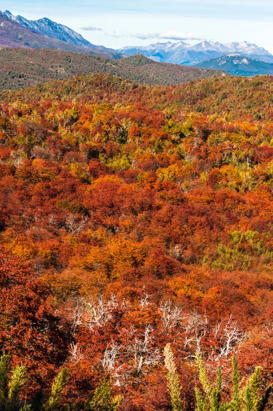 Colores otoñales de la Patagonia, cerca de Bariloche, Argentina — Foto de Stock