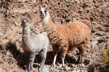 Lamas ve kaktüsler. Paso de jama, and Dağları