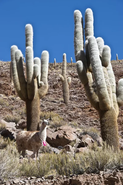 Lamas e Cacti. Paso de Jama, Andes — Fotografia de Stock