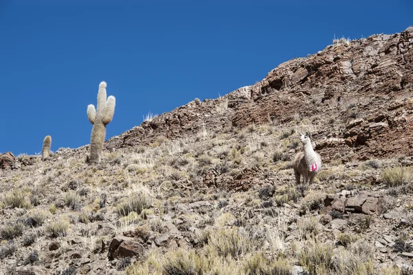 Lamas und Kakteen. paso de jama, Anden — Stockfoto