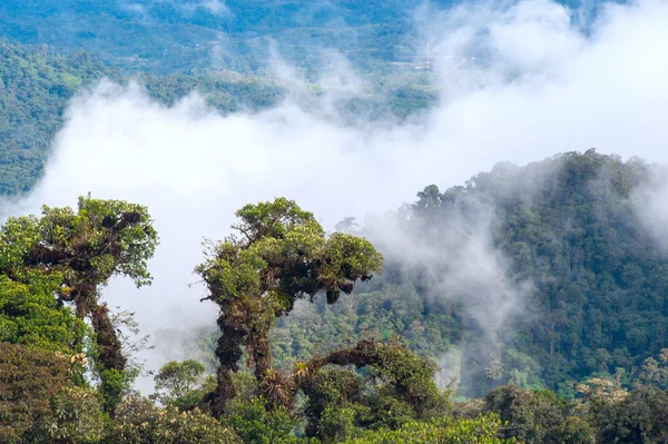 Des Andes à l'Amazonie, Vue sur la forêt tropicale humide, Équateur — Photo