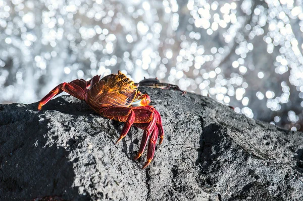 Sally Lightfoot Crab from Galapagos Islands — Stock Photo, Image