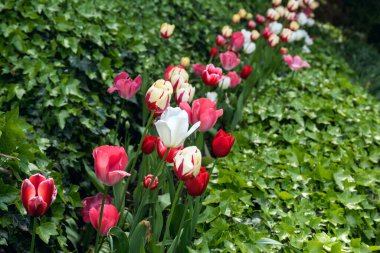 Nevada City 'den (Kaliforniya) 25 km kuzeydoğudaki Sierra Nevada Dağları eteklerinde bulunan Ananda topluluğunun bir parçası olan Crystal Hermitage' daki lale bahçeleri.