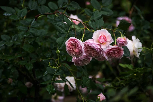 Angielska Rose William Morris Wysoki Atrakcyjny Krzew Pięknymi Podwójnymi Morelowo — Zdjęcie stockowe