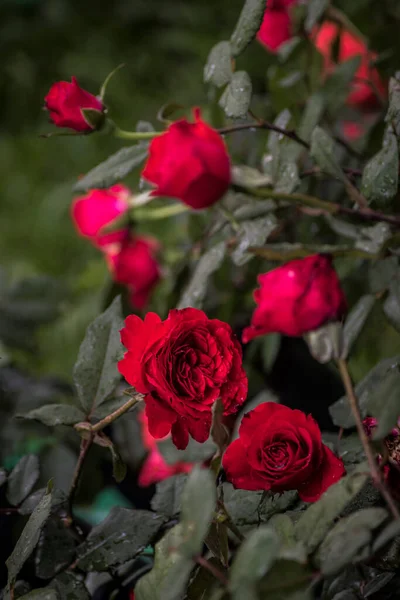 Rose Paggy Rockefeller Arbusto Atraente Com Bonito Duplo Carmim Vermelho — Fotografia de Stock